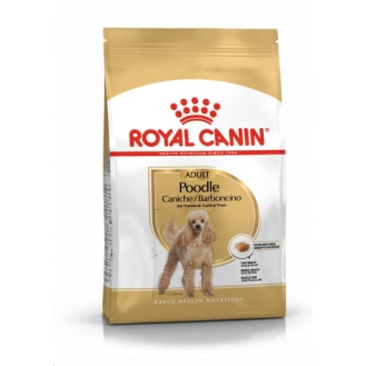 Poodle Adult Poodle Adult