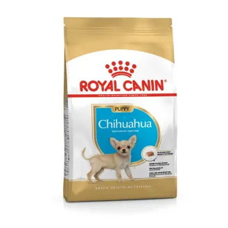 Chihuahua Puppy